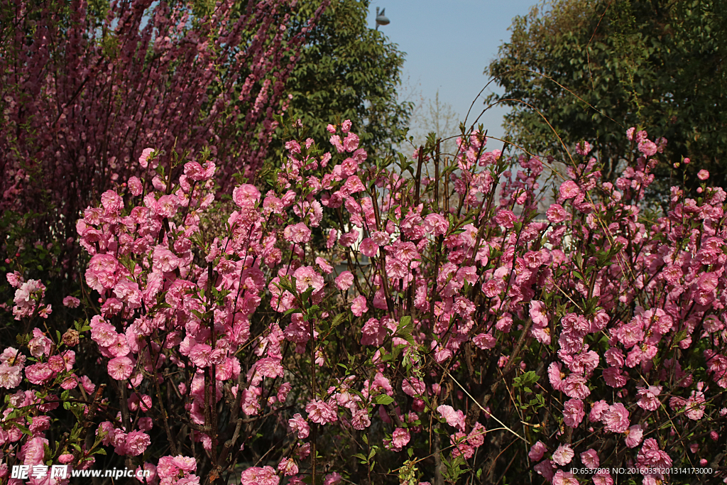 西安浐灞湿地公园迎春花