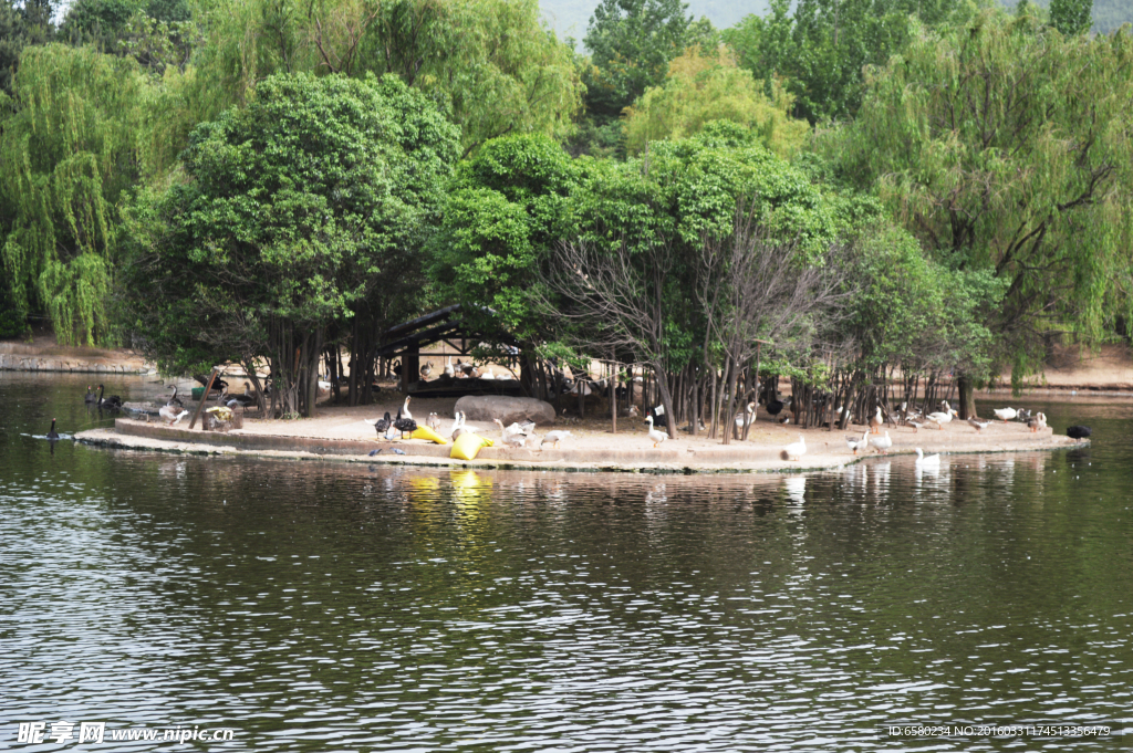 公園  湖水