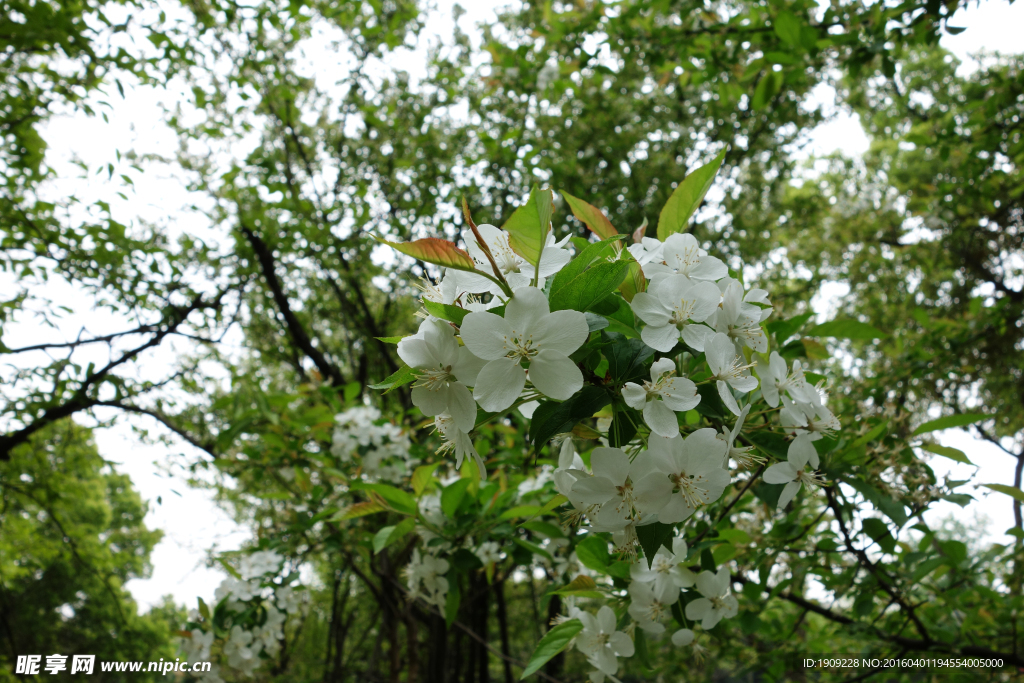 李花