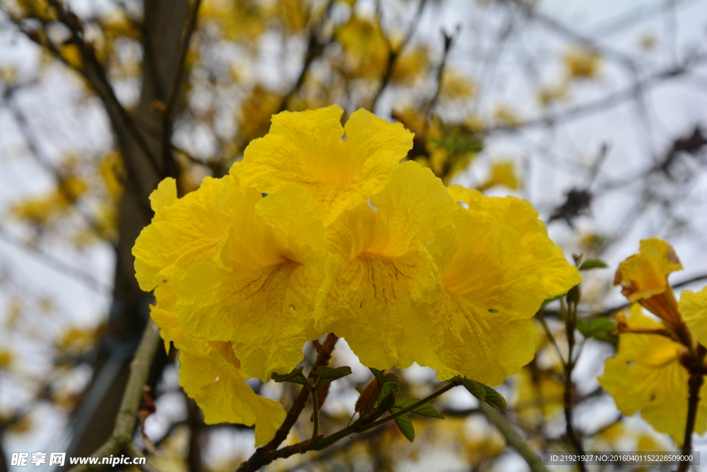 黃鐘花