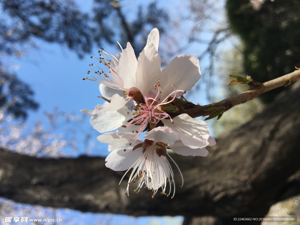 春暖花開