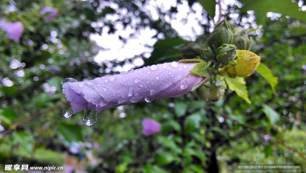 秋雨