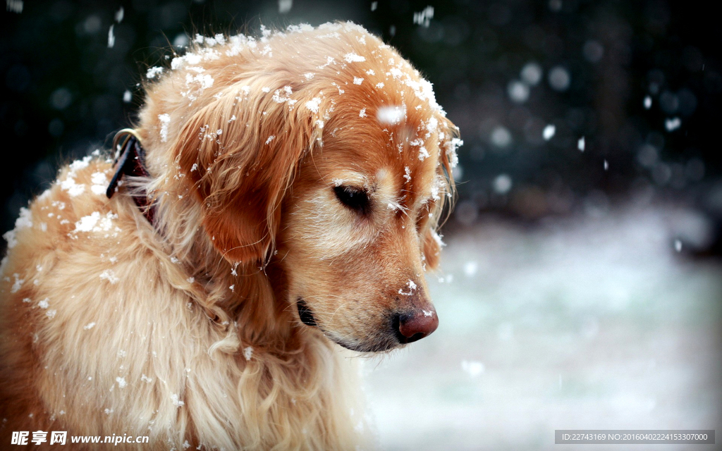 雪地金毛