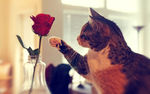 猫和玫瑰