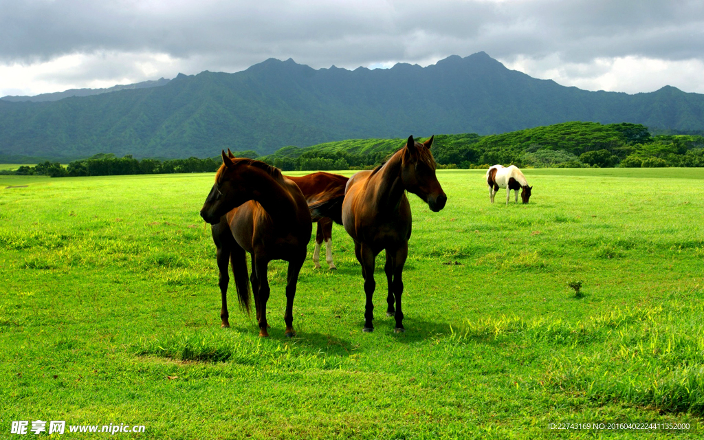 野馬