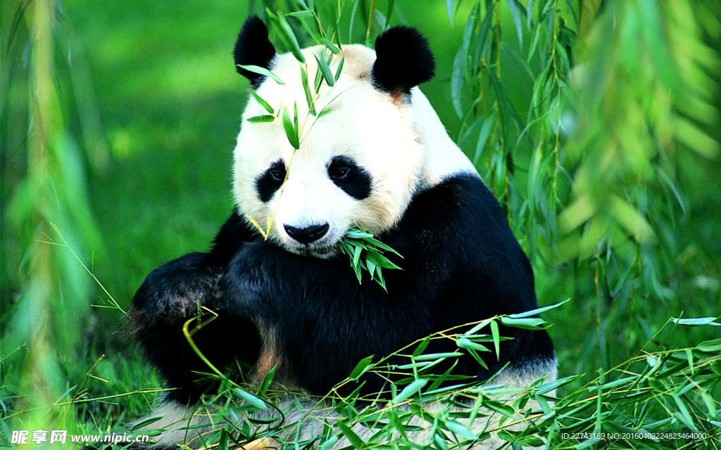 熊貓