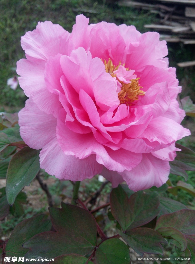 牡丹花