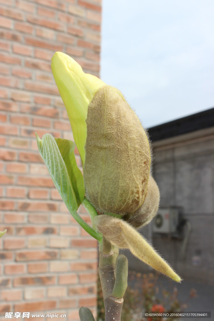 玉蘭花苞