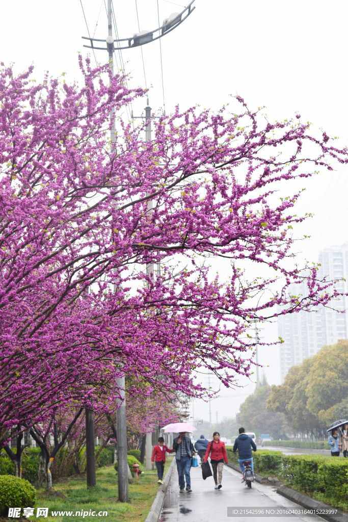 樱花