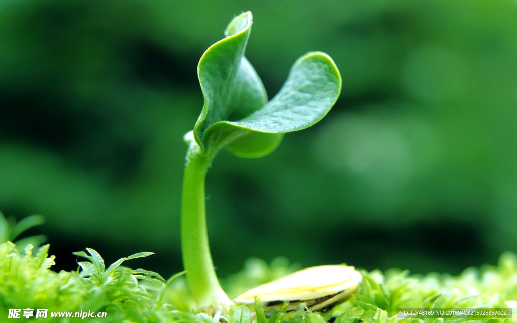 綠色植物