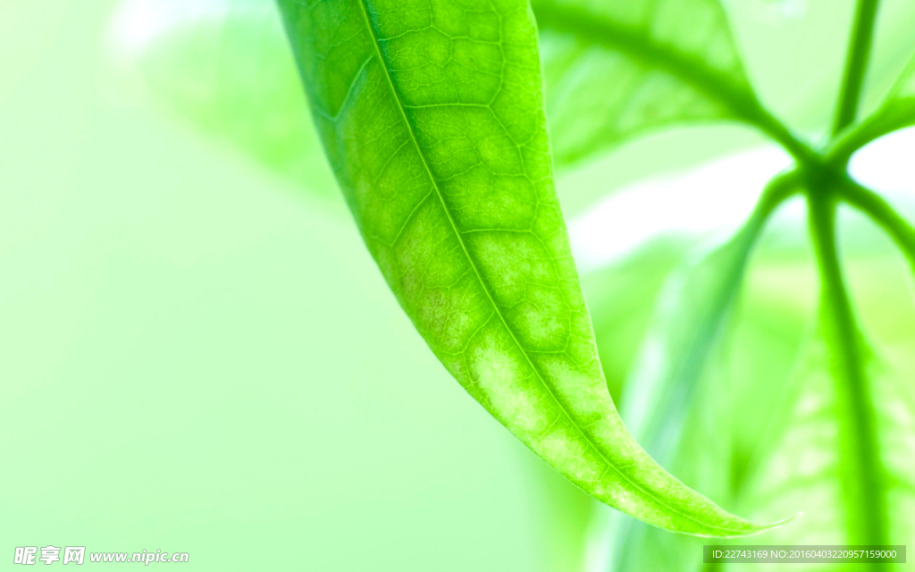 小清新樹葉