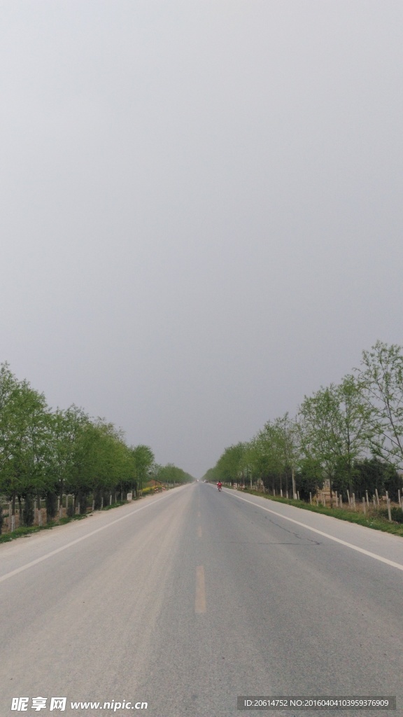 公路兩邊的柳樹