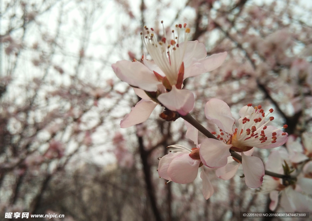 桃花