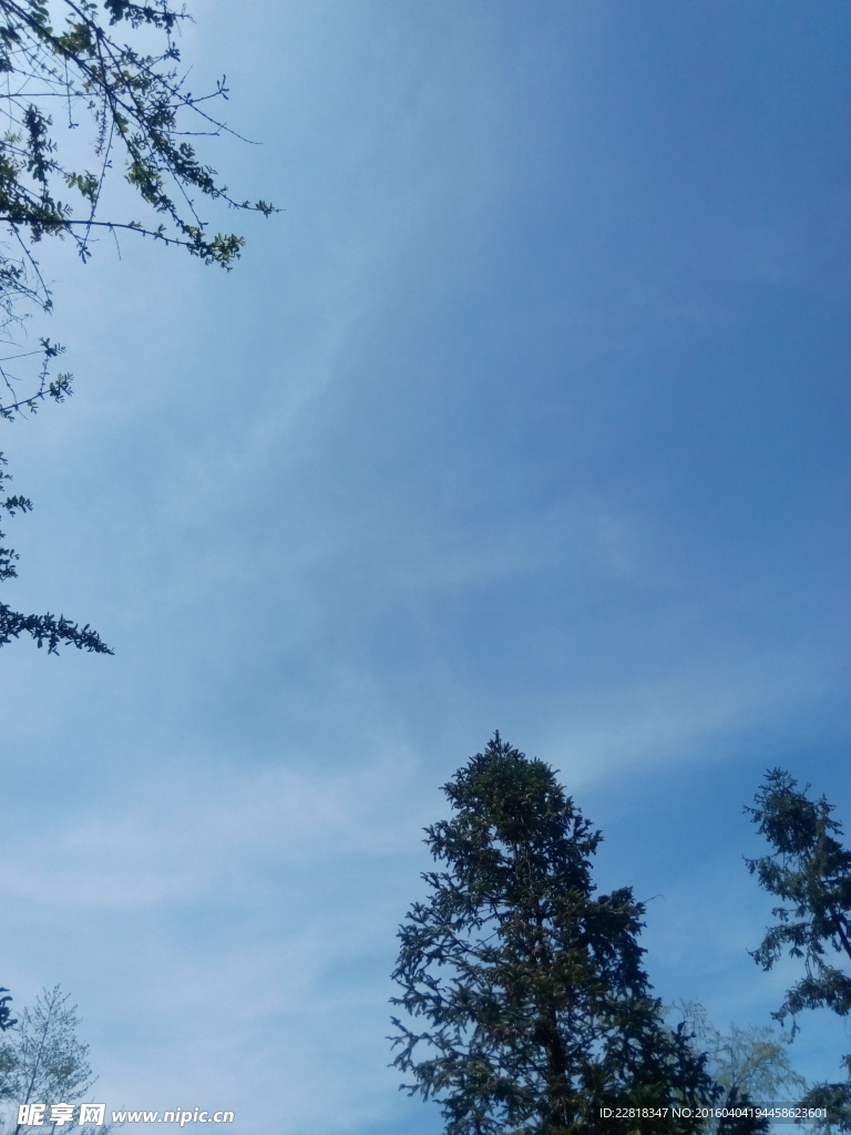 藍天大樹