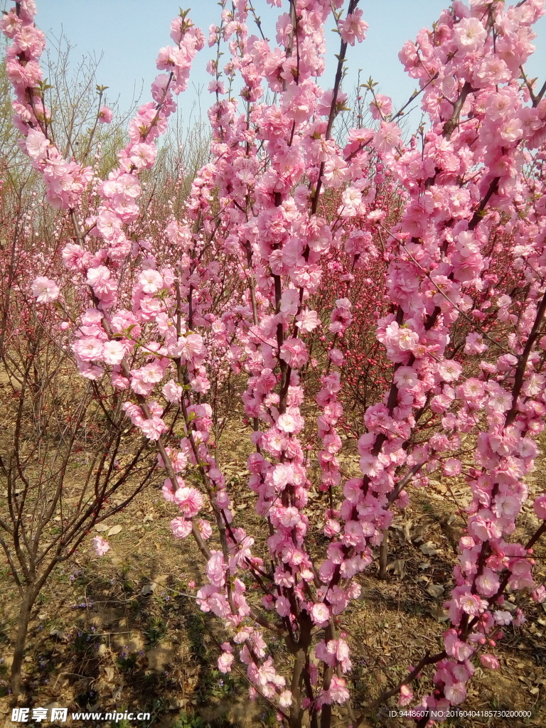 榆葉梅