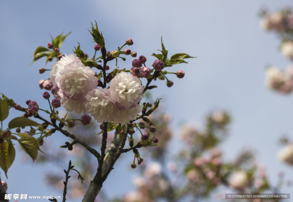 櫻花