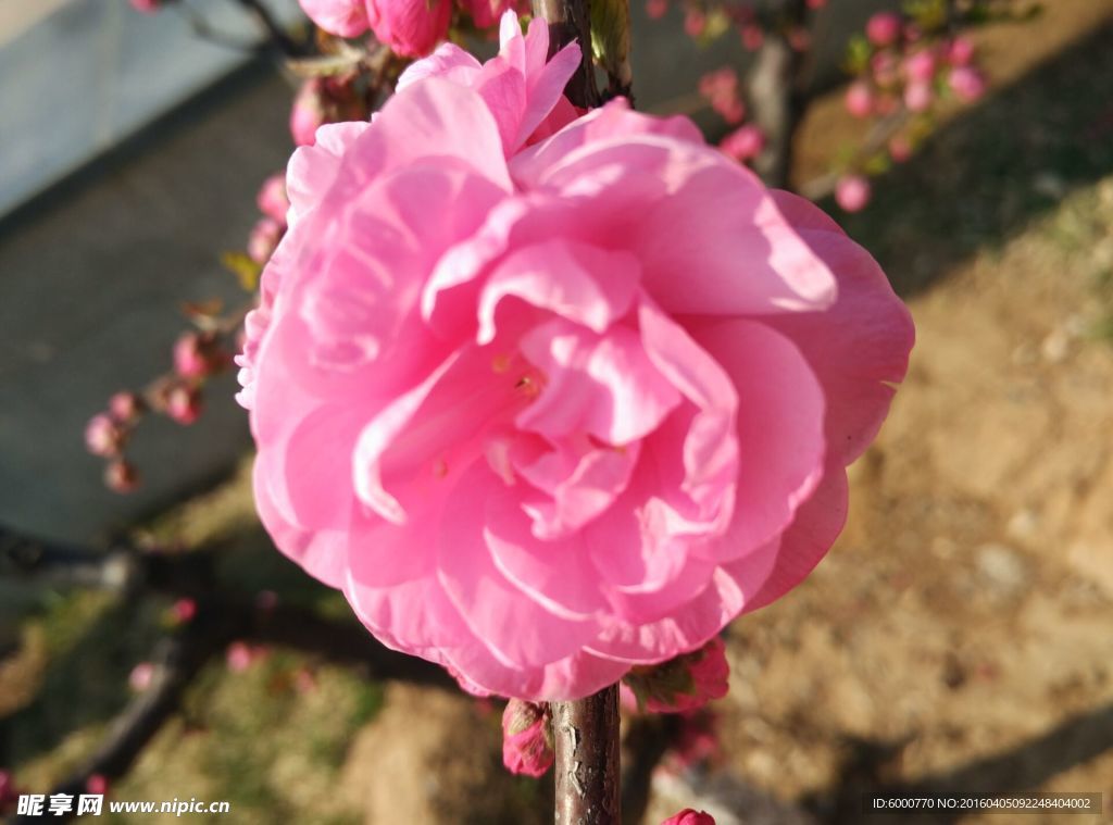 桃花 粉色桃花