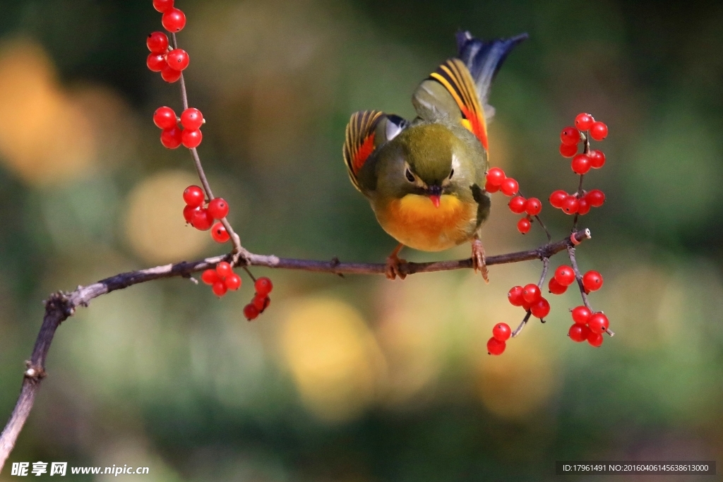 紅嘴相思鳥