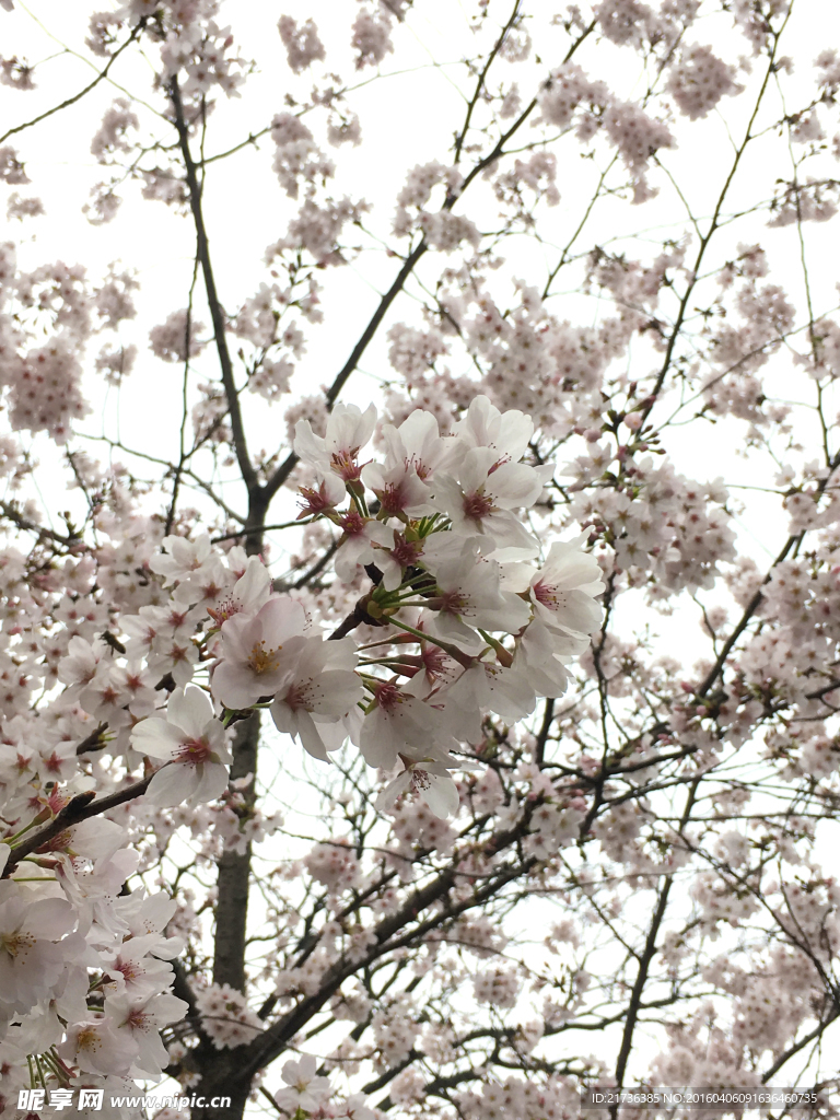 櫻花