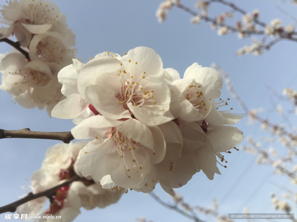 白桃花