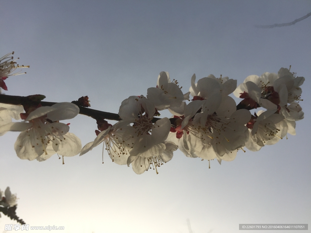 白桃花