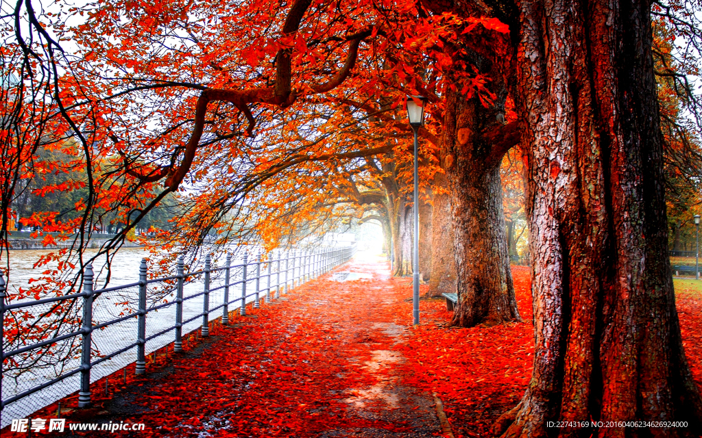 紅色道路