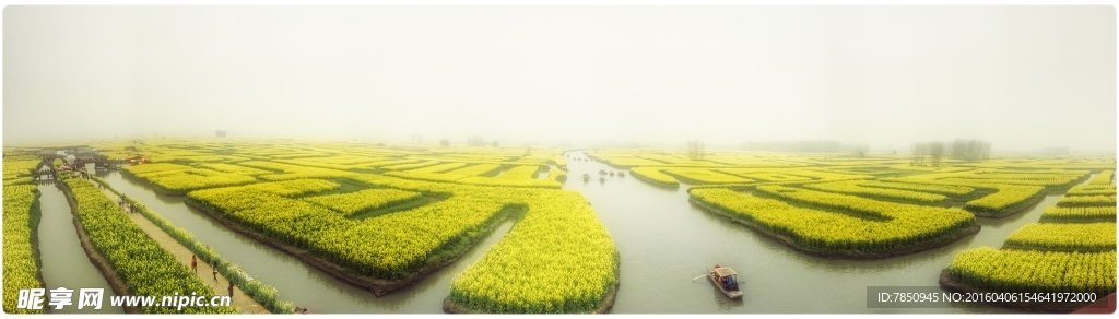 油菜花