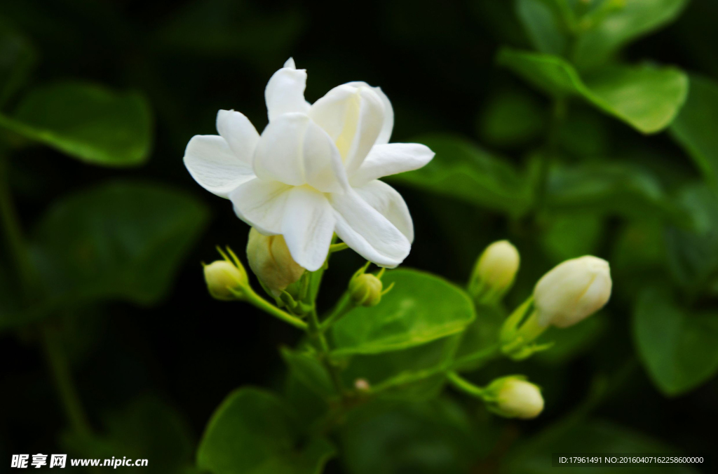 茉莉花