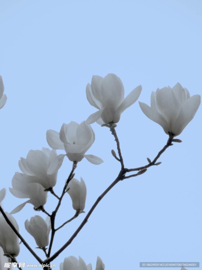 玉蘭花圖片