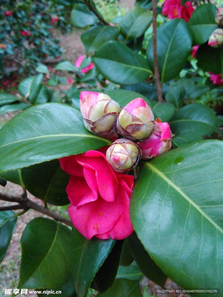 一堆茶花苞