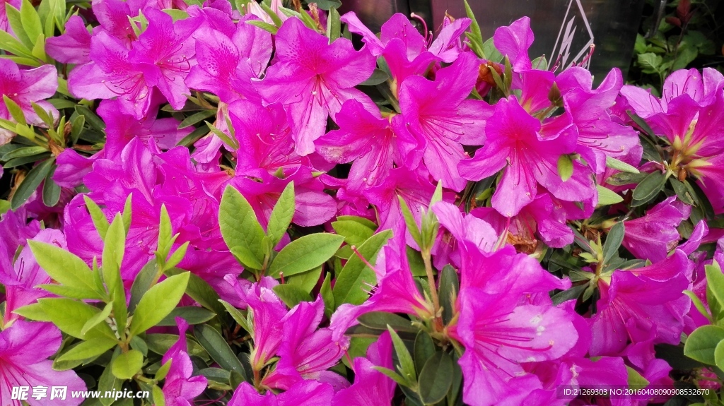 杜鵑花 映山紅