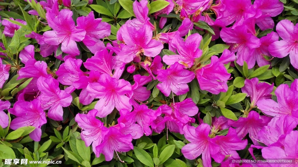 杜鵑花 映山紅