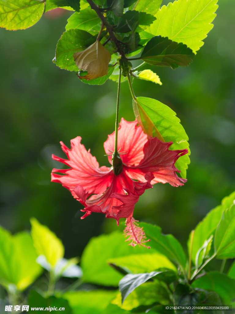 大紅花