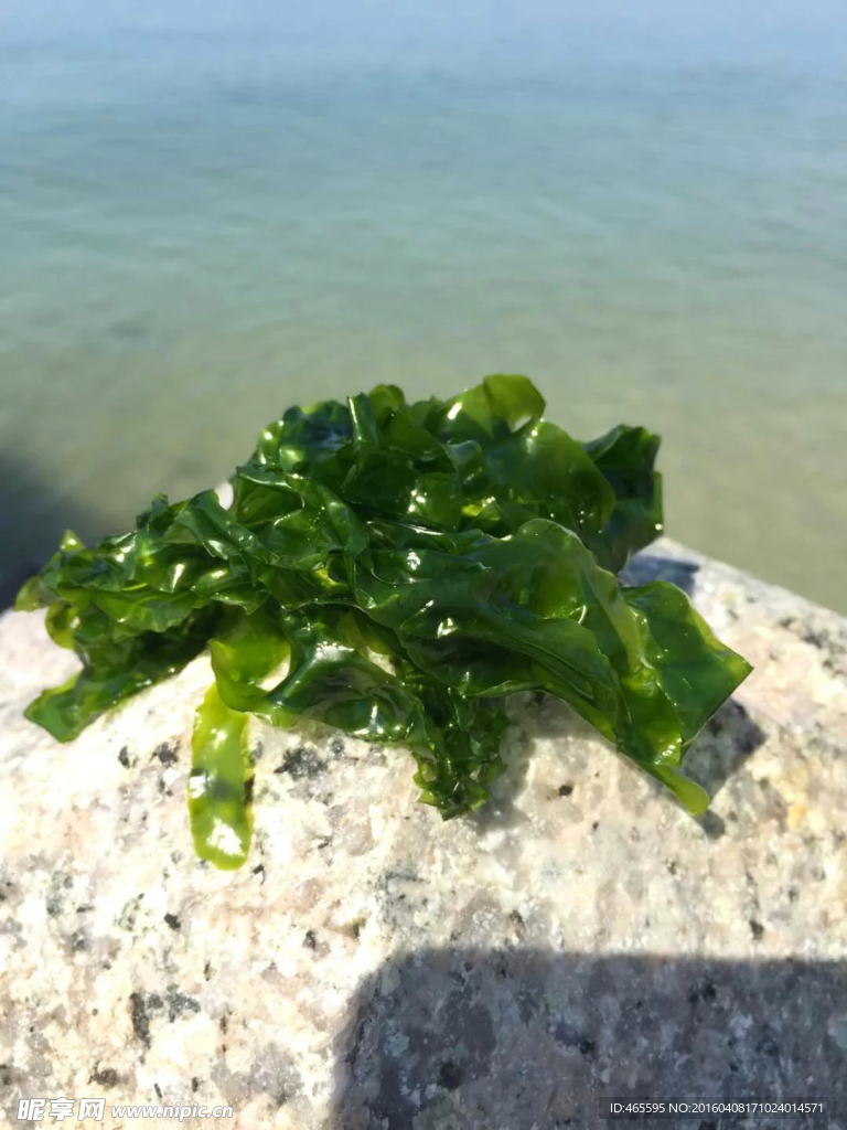 翠綠海藻