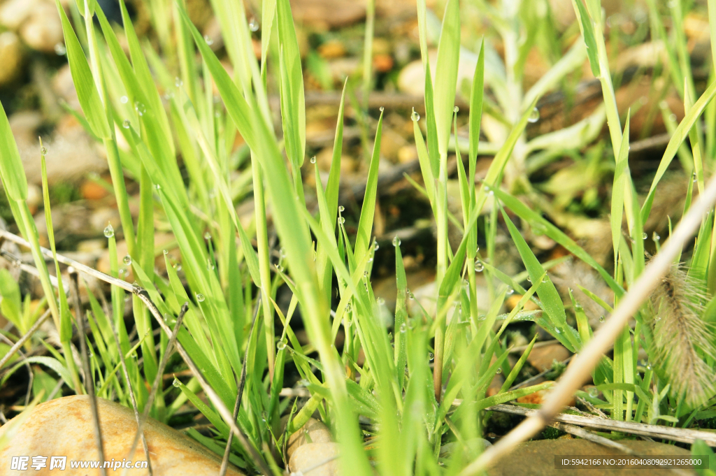小草 露水