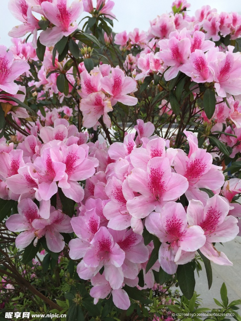 粉杜鵑