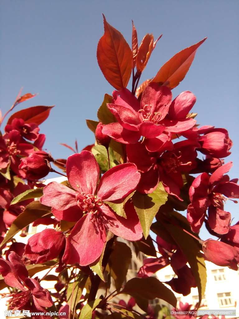 紅色海棠