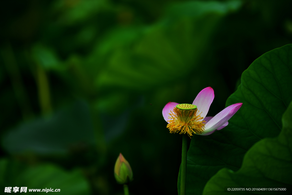 荷花
