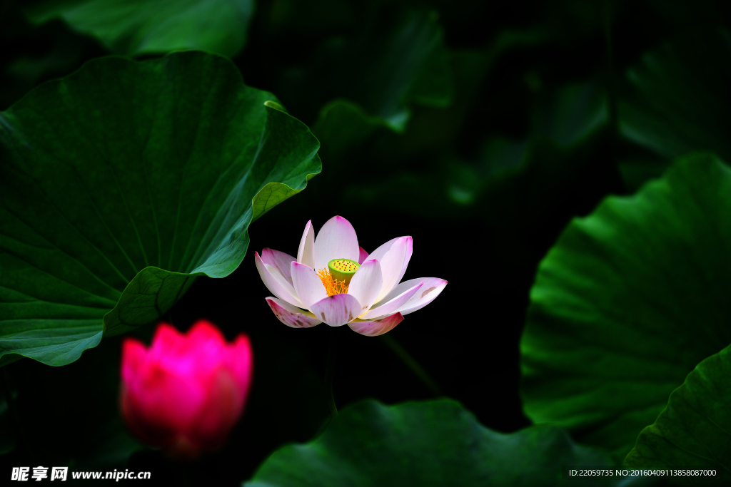 荷花