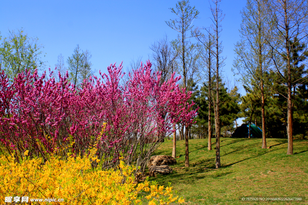 春暖花开 树木