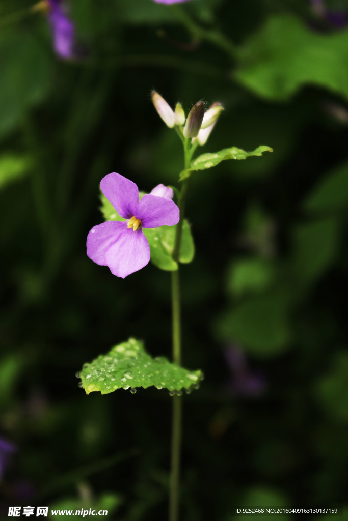 小紫花