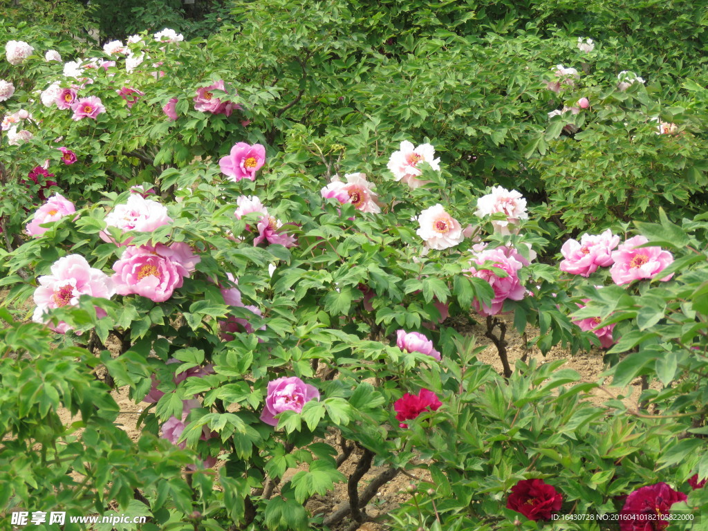 牡丹花