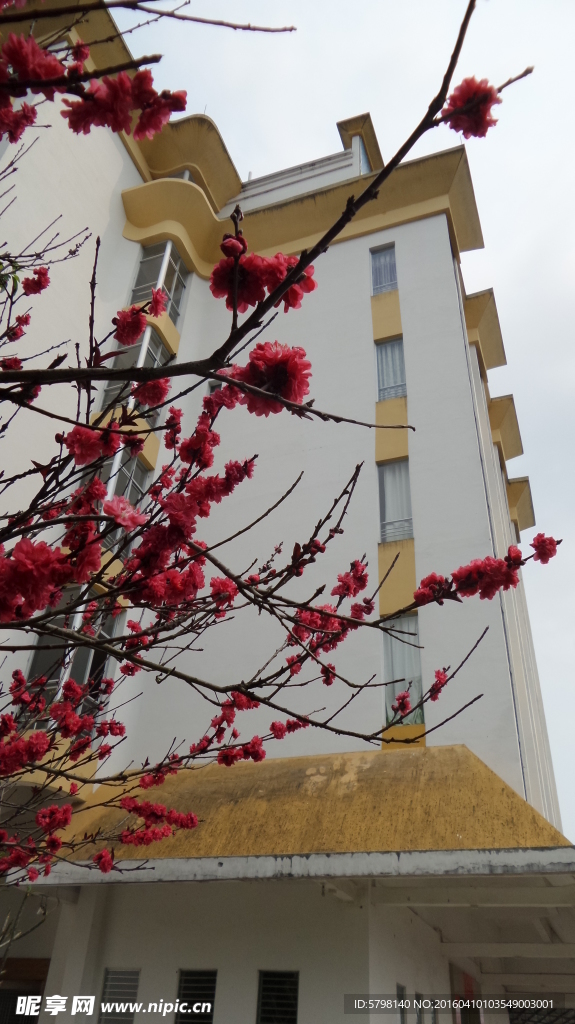桃花
