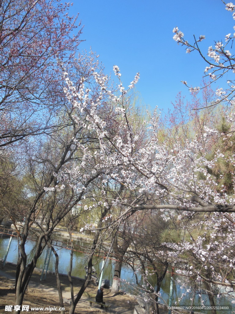 公園風景圖