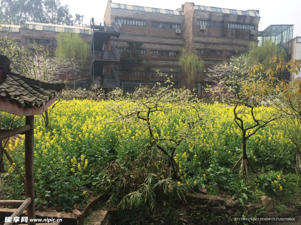 校院風(fēng)景 油菜花
