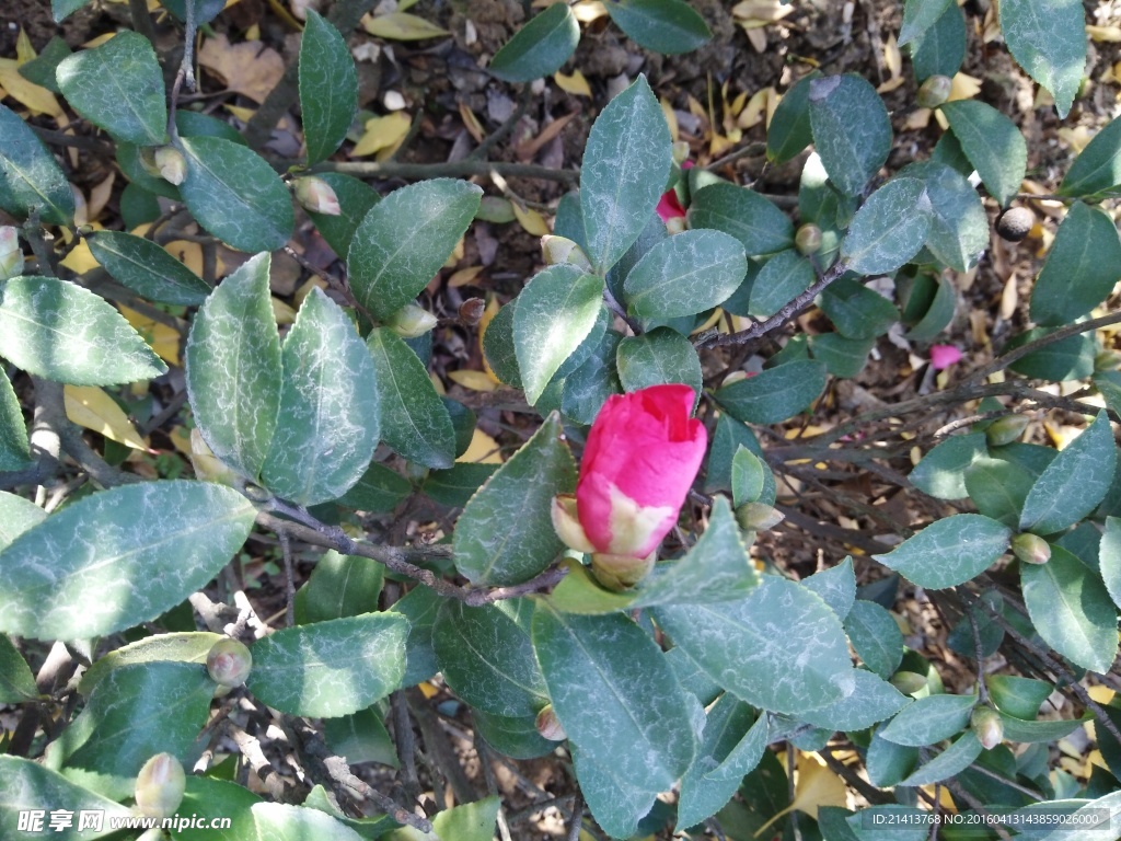 月季花苞