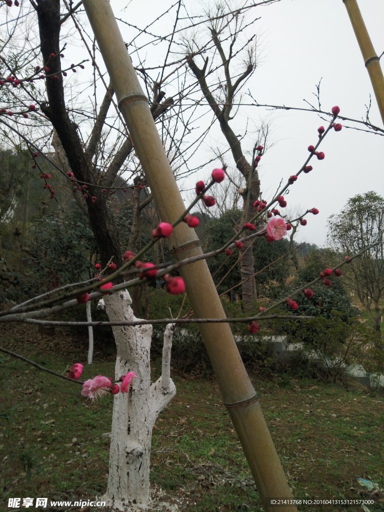 桃花樹