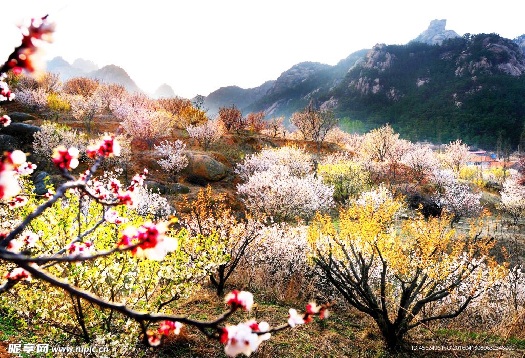 春滿小山