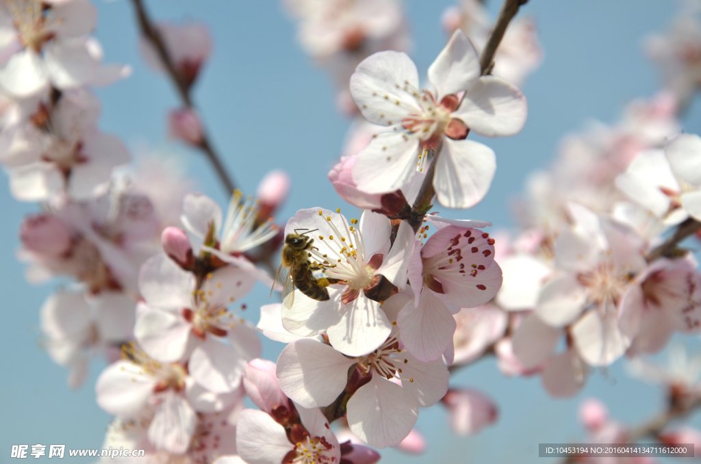 桃樹花
