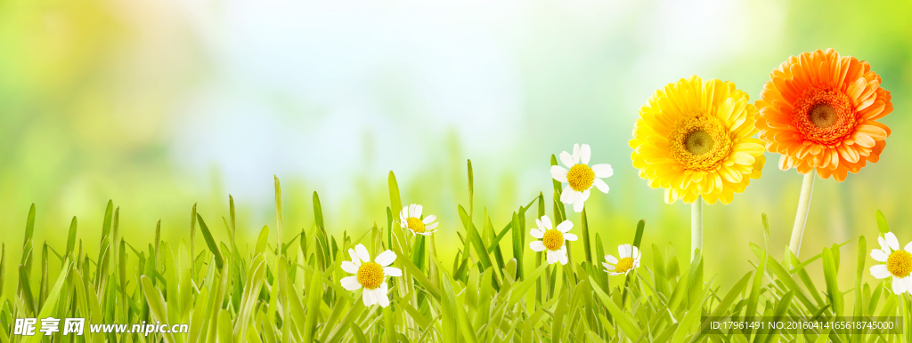 太陽(yáng)花